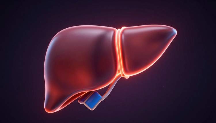 Biochemical Liver Function Analysis Translation